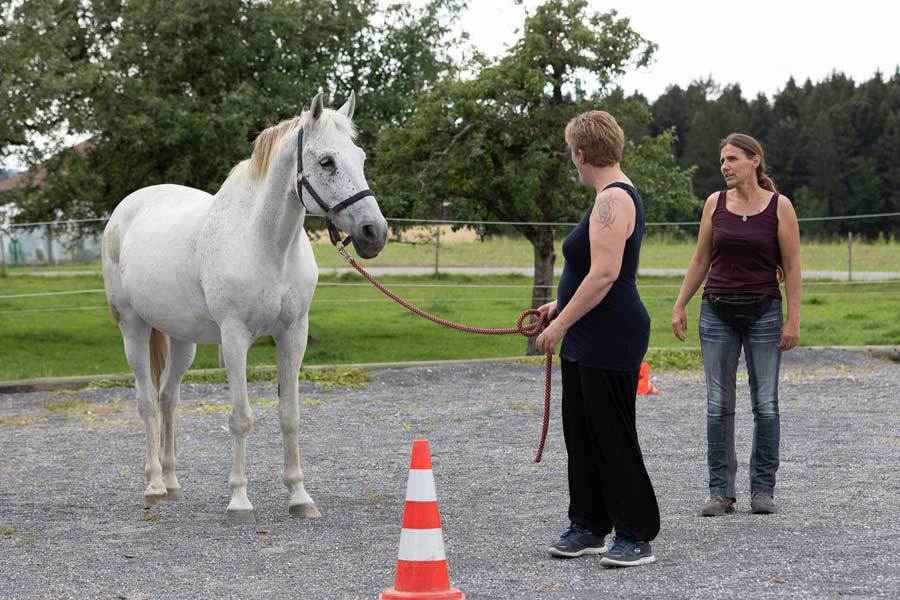 Pferdegestuetztes Coaching - Hypnopferd