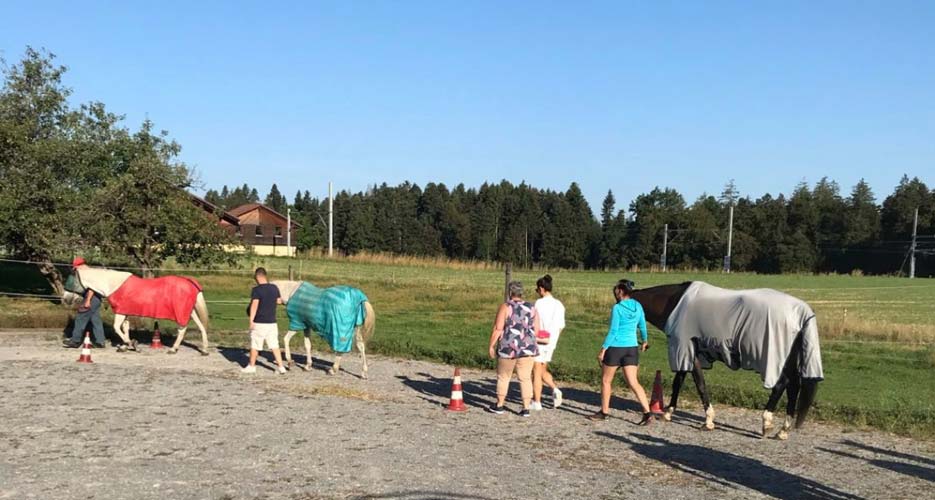 Eine kleine Gruppe führt drei Pferde mit Decken im Abendlicht über den Platz, im Hintergrund Wiese und Wald.